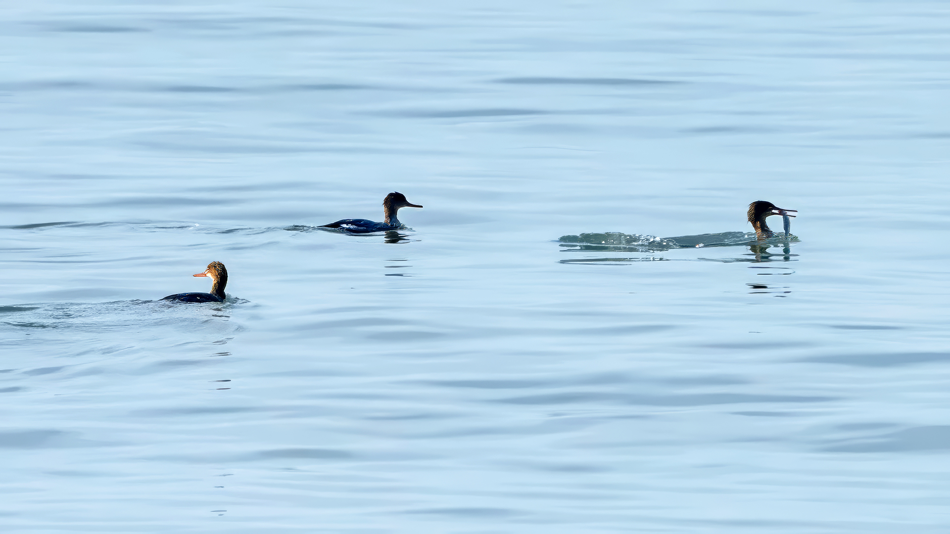 Red-breasted Merganser